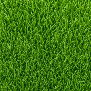 bentgrass