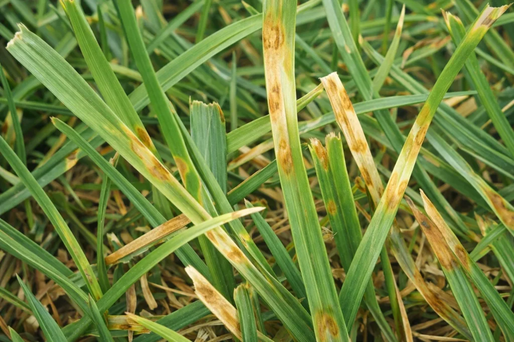 Dollar Spot in Grass Blades