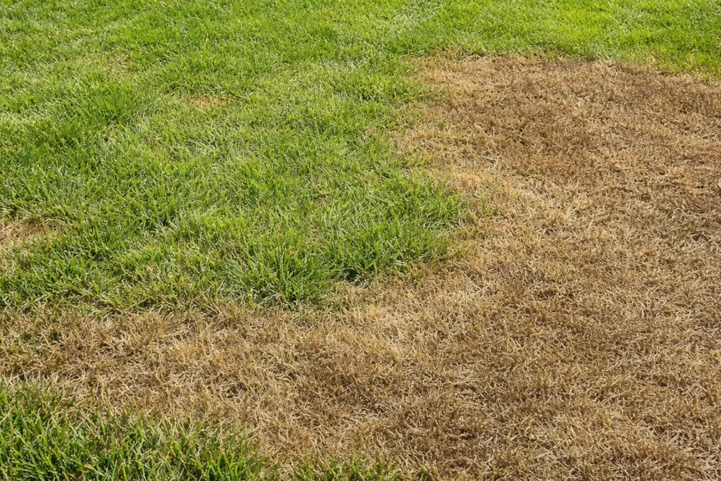 armyworm damaged lawn