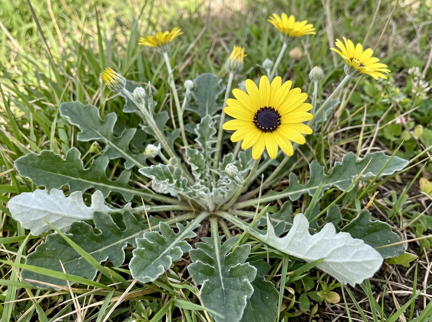 How to Remove Capeweed from Your Lawn